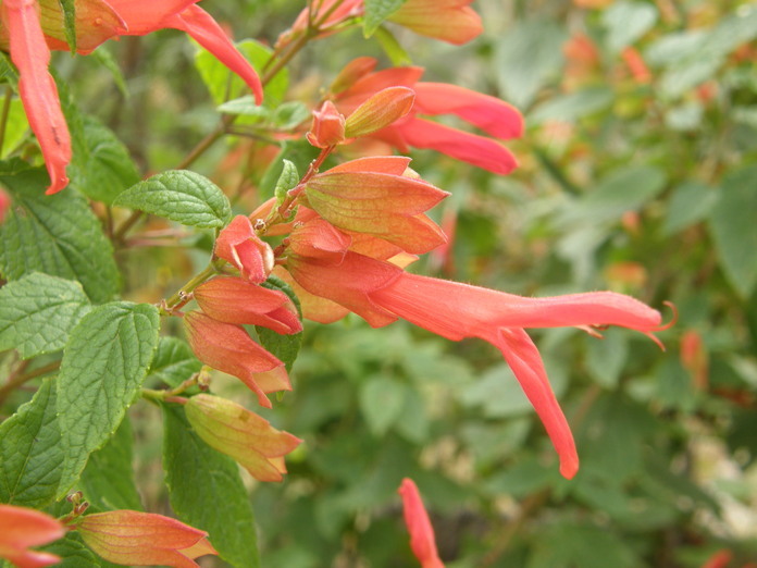 Imagem de Salvia betulifolia Epling