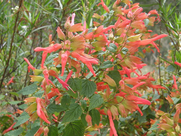 Imagem de Salvia betulifolia Epling