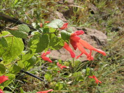 Imagem de Salvia betulifolia Epling