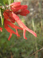 Imagem de Salvia betulifolia Epling