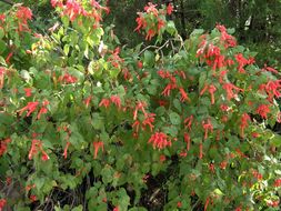 Imagem de Salvia betulifolia Epling