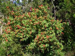 Imagem de Salvia betulifolia Epling