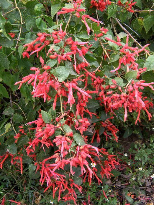 Imagem de Salvia betulifolia Epling