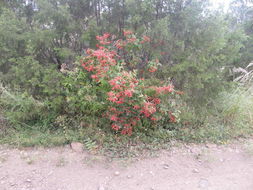 Imagem de Salvia betulifolia Epling