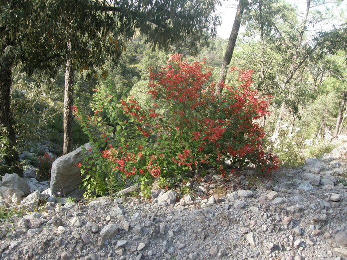 Imagem de Salvia betulifolia Epling