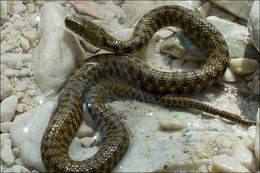 Image of Dice Snake