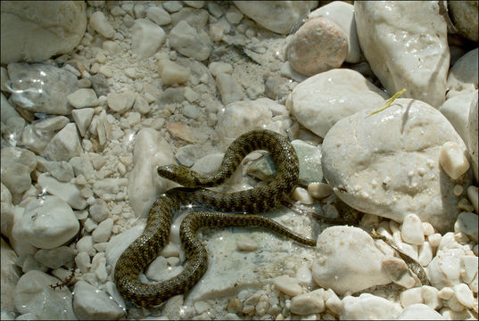 Image of Dice Snake