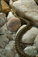 Image of Dice Snake