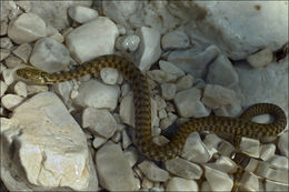 Image of Dice Snake