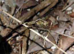 Sivun Erythrodiplax umbrata (Linnaeus 1758) kuva