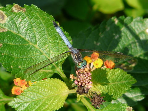 Imagem de Pachydiplax longipennis (Burmeister 1839)