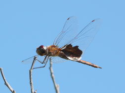 Tramea carolina (Linnaeus 1763) resmi