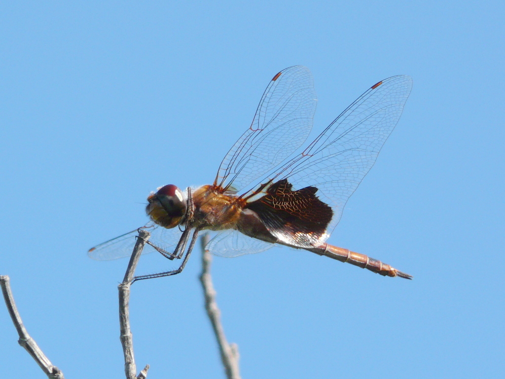 Image of Carolina Saddlebags