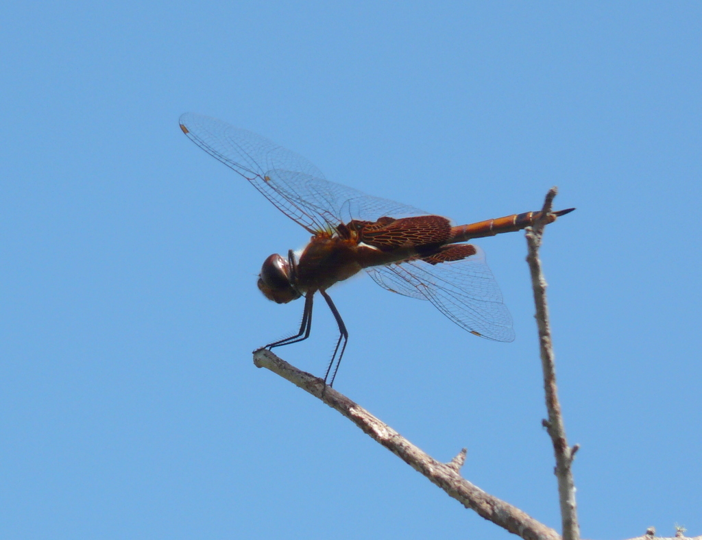 Imagem de Tramea carolina (Linnaeus 1763)