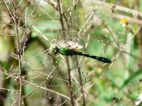 Image of Common Green Darner