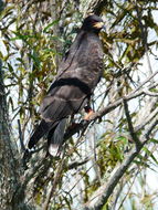 Image of Snail Kite