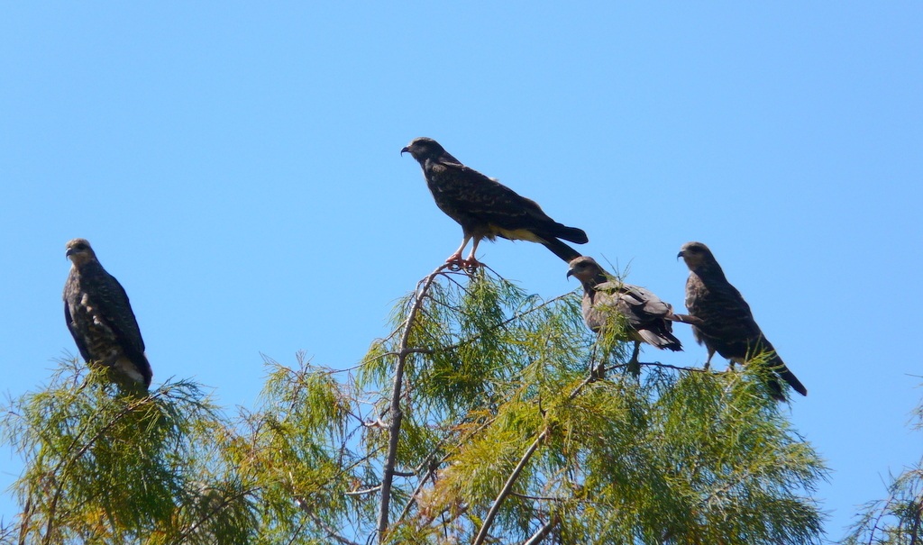 Image of Snail Kite