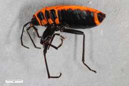 Image of Pyrrhocoris