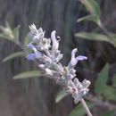 Image of Salvia goldmanii Fernald