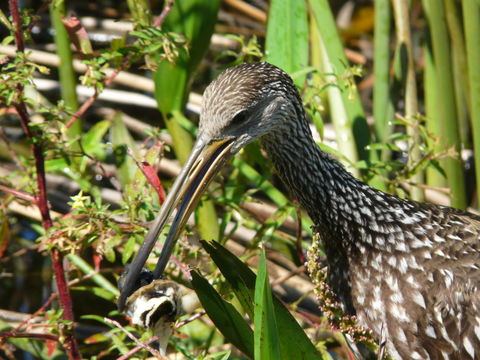 Image of Limpkin