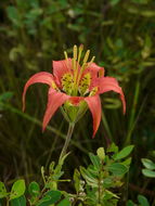 Lilium catesbaei Walter resmi