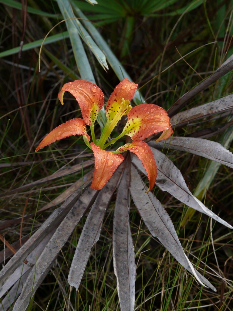 Lilium catesbaei Walter resmi