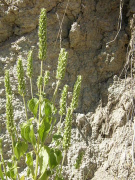 Image of Spanish sage