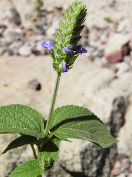 Image of Spanish sage