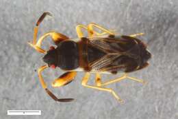 Image of Scolopostethus