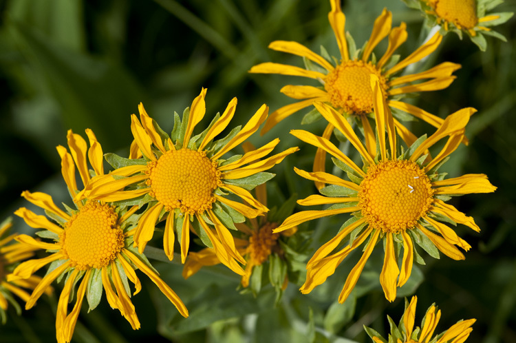 Hymenoxys hoopesii (A. Gray) M. W. Bierner的圖片