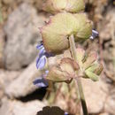 صورة Salvia lasiocephala Hook. & Arn.