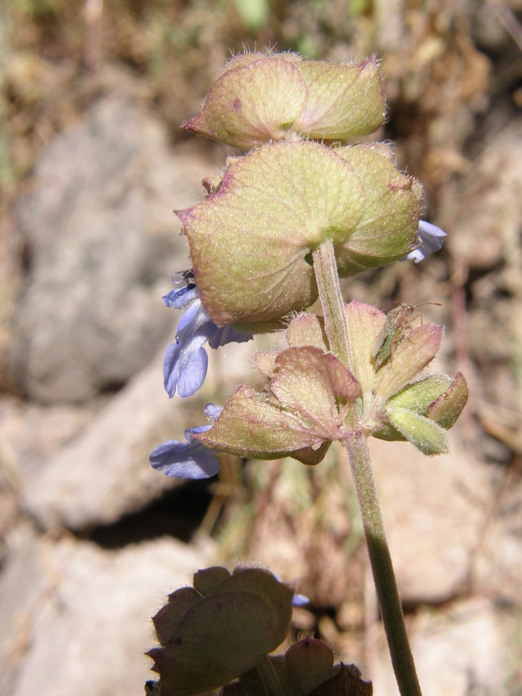 Imagem de Salvia lasiocephala Hook. & Arn.