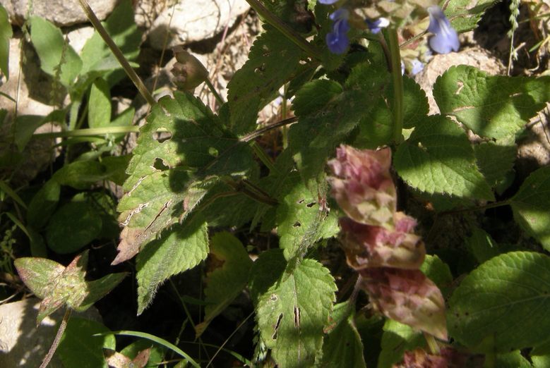 Image of Salvia lasiocephala Hook. & Arn.