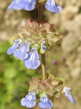 Image de Salvia lasiocephala Hook. & Arn.