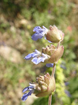 Image de Salvia lasiocephala Hook. & Arn.