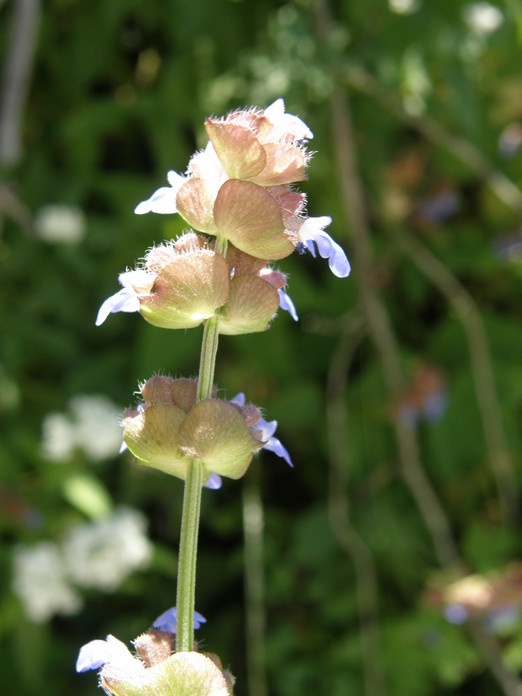 Image of Salvia lasiocephala Hook. & Arn.