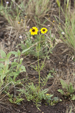 Imagem de Coreopsis tinctoria Nutt.