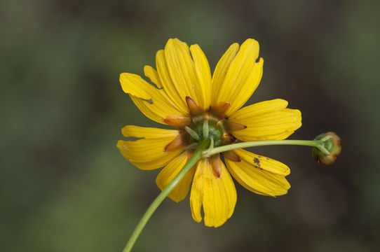 Image de Coreopsis tinctoria Nutt.