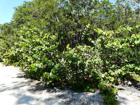 Coccoloba uvifera (L.) L. resmi