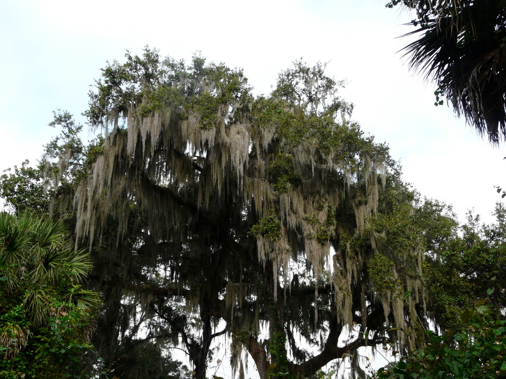 Plancia ëd Tillandsia usneoides (L.) L.