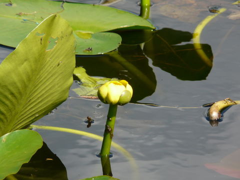 Plancia ëd Nuphar advena (Ait.) Ait.