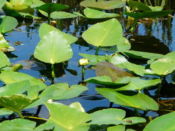 Image of Yellow Pond-Lily