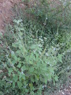 Image of Salvia longispicata M. Martens & Galeotti