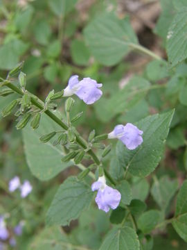 Image of Salvia longispicata M. Martens & Galeotti