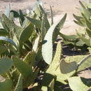 Image of <i>Opuntia engelmannii</i> ssp. <i>liguiformis</i>