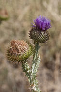 Image of Cotton Thistle