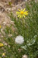 Image of smooth threadleaf ragwort