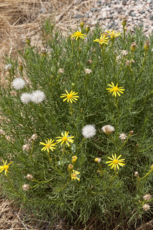 Image of smooth threadleaf ragwort