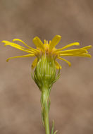 Image of smooth threadleaf ragwort