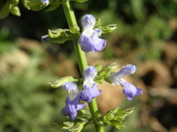 Image of Salvia longispicata M. Martens & Galeotti